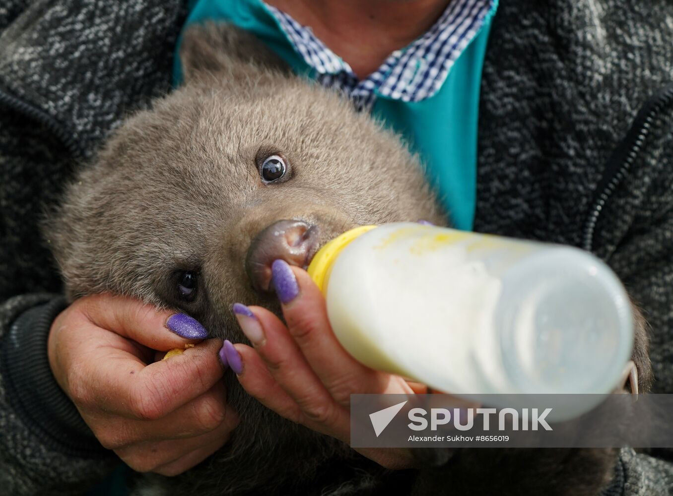 Russia DPR Zoo Bear Cubs