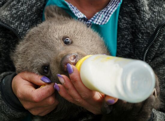 Russia DPR Zoo Bear Cubs