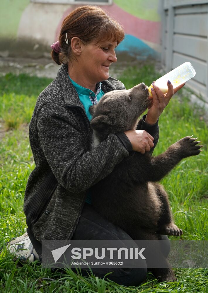 Russia DPR Zoo Bear Cubs
