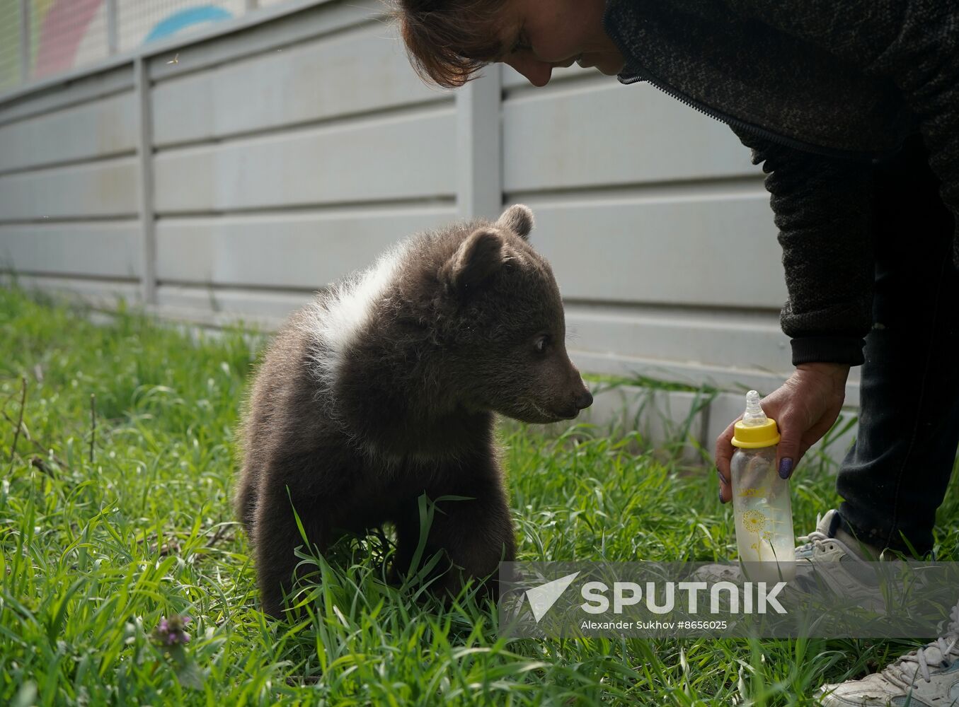 Russia DPR Zoo Bear Cubs