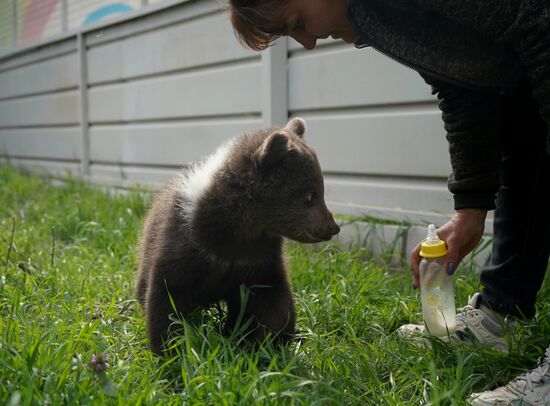 Russia DPR Zoo Bear Cubs