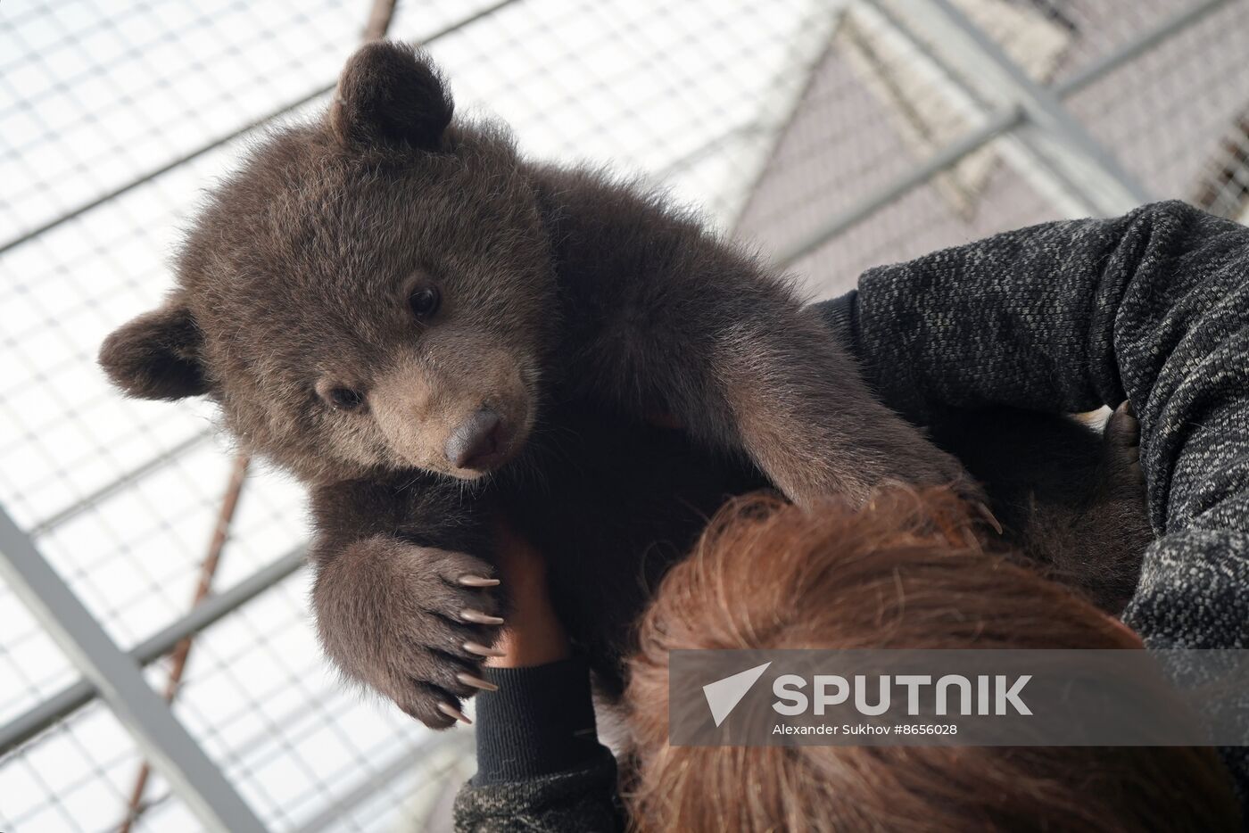 Russia DPR Zoo Bear Cubs