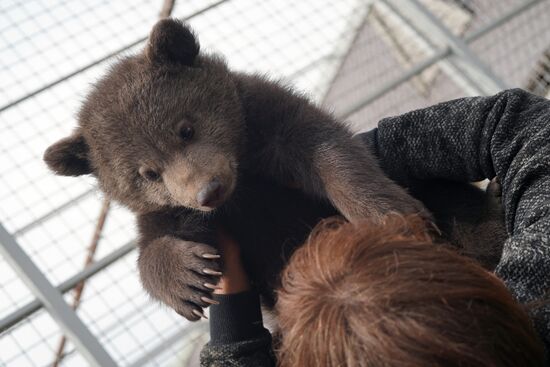 Russia DPR Zoo Bear Cubs