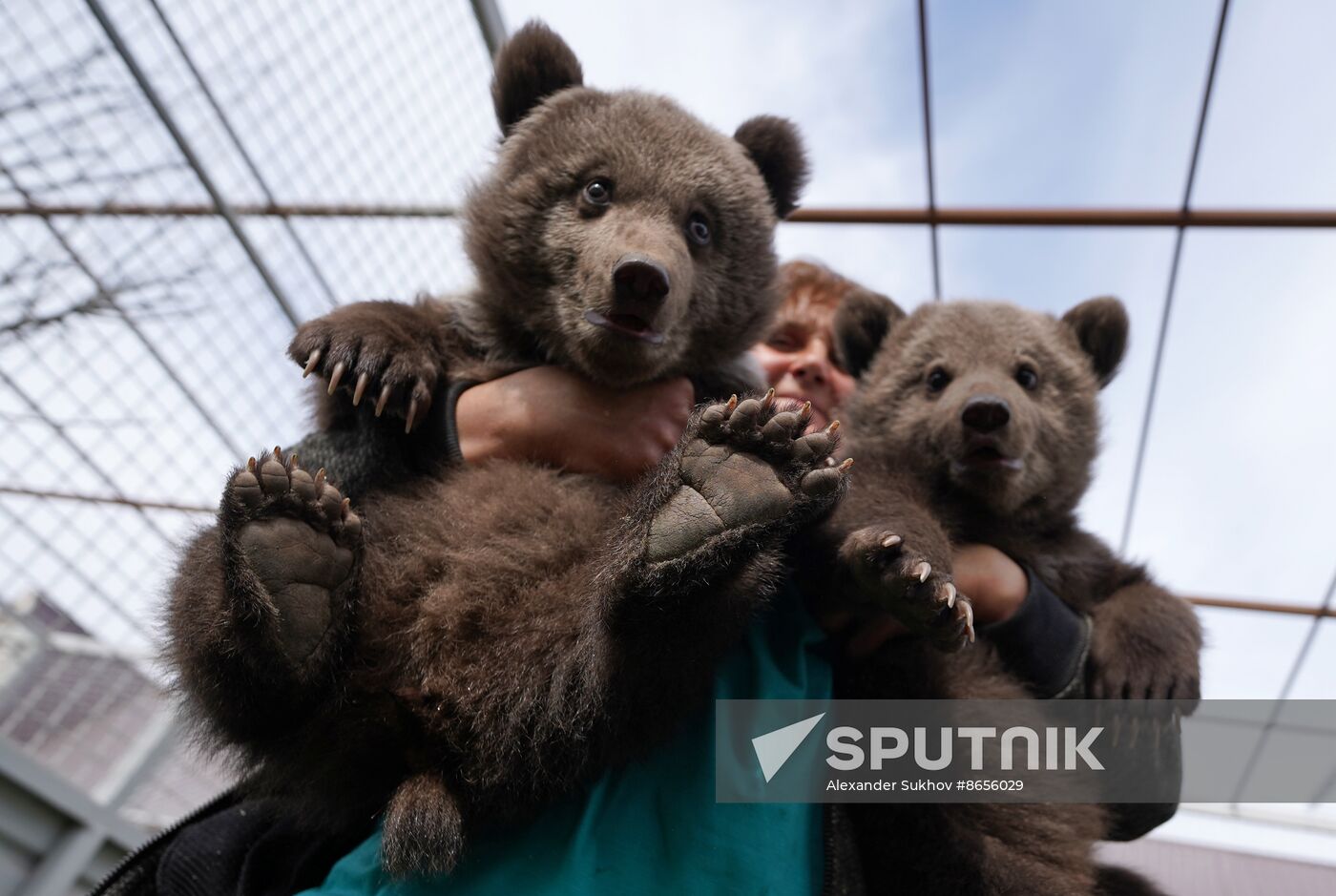 Russia DPR Zoo Bear Cubs