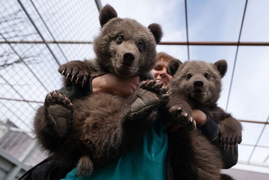 Russia DPR Zoo Bear Cubs