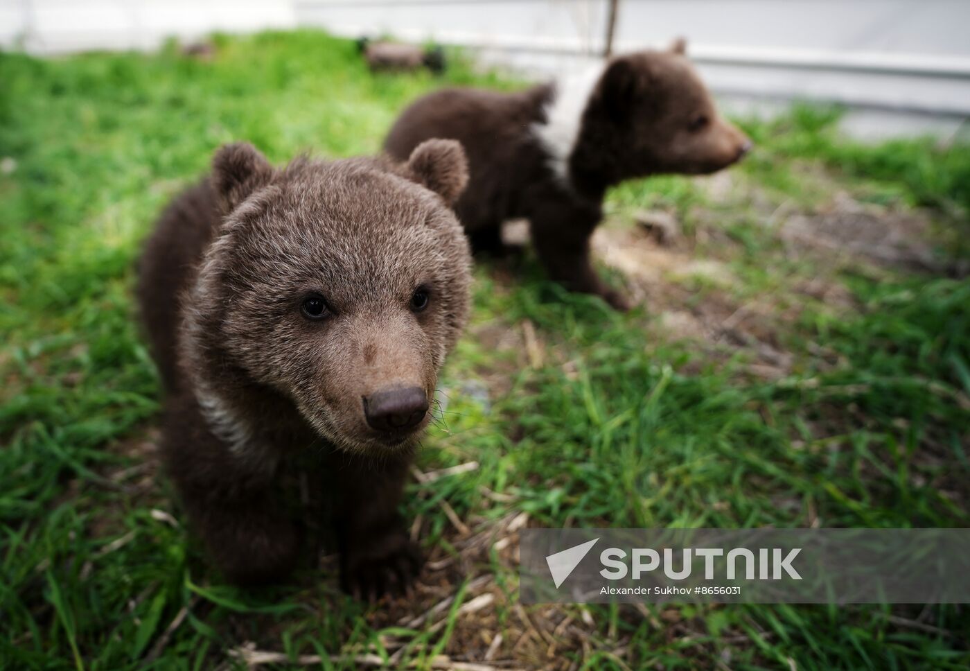 Russia DPR Zoo Bear Cubs