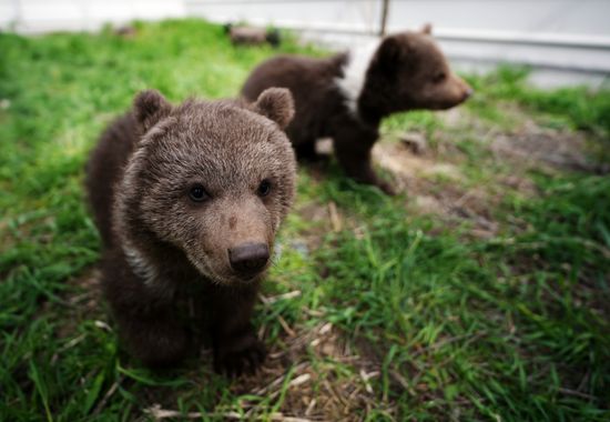 Russia DPR Zoo Bear Cubs