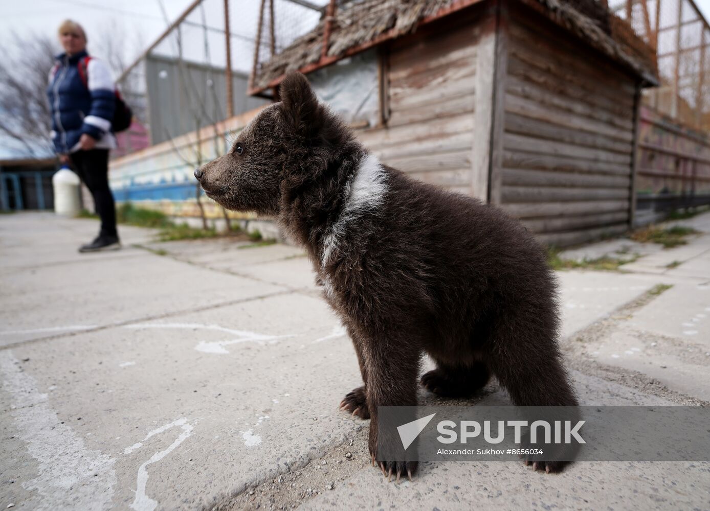 Russia DPR Zoo Bear Cubs