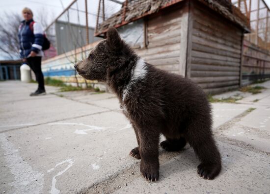 Russia DPR Zoo Bear Cubs