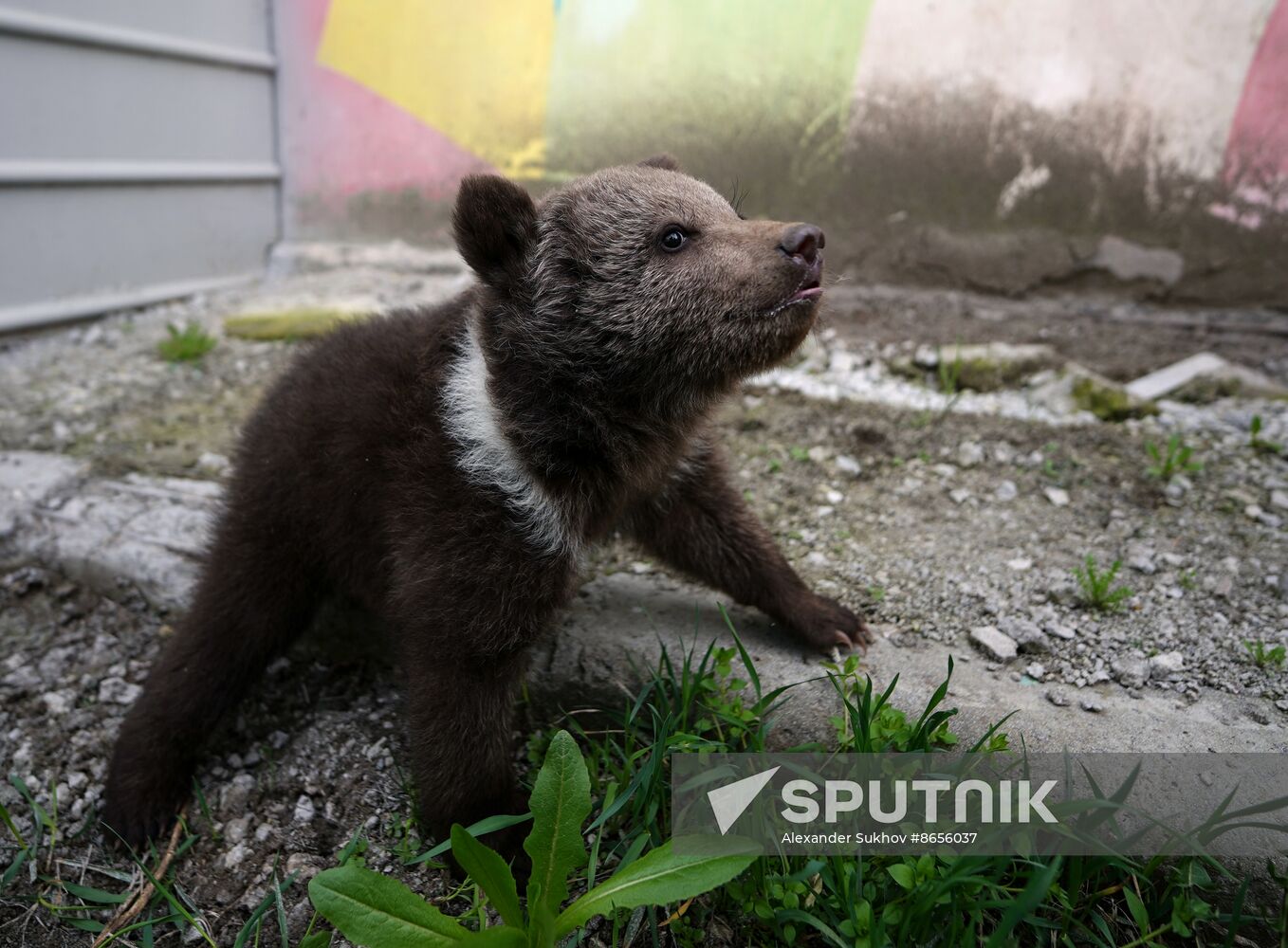 Russia DPR Zoo Bear Cubs