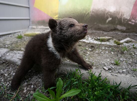 Russia DPR Zoo Bear Cubs