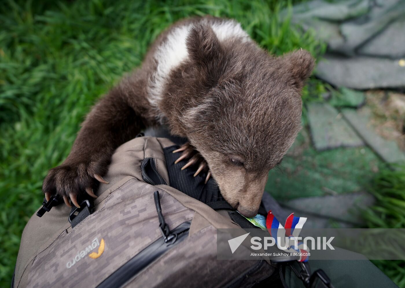 Russia DPR Zoo Bear Cubs