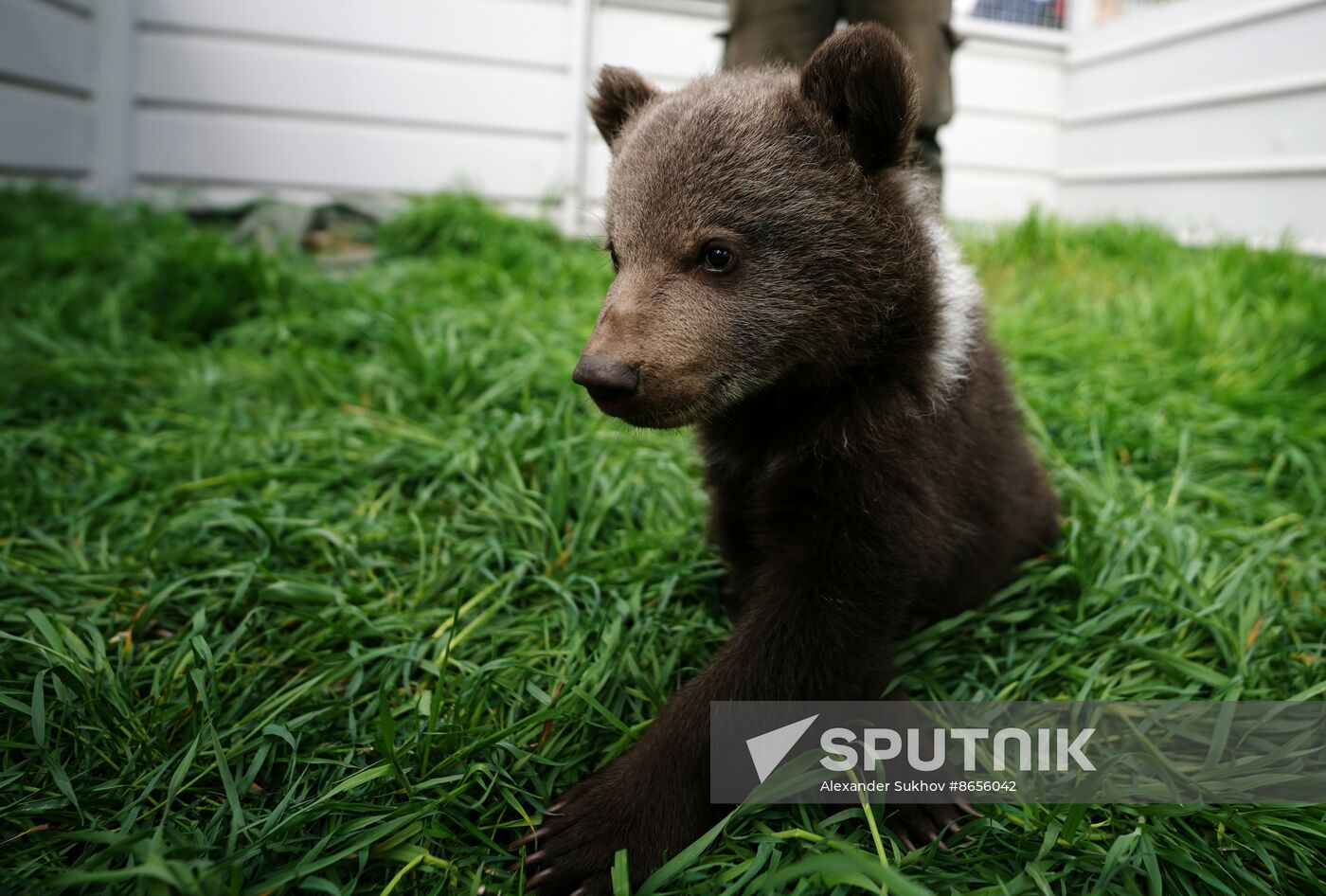 Russia DPR Zoo Bear Cubs