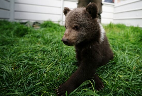 Russia DPR Zoo Bear Cubs