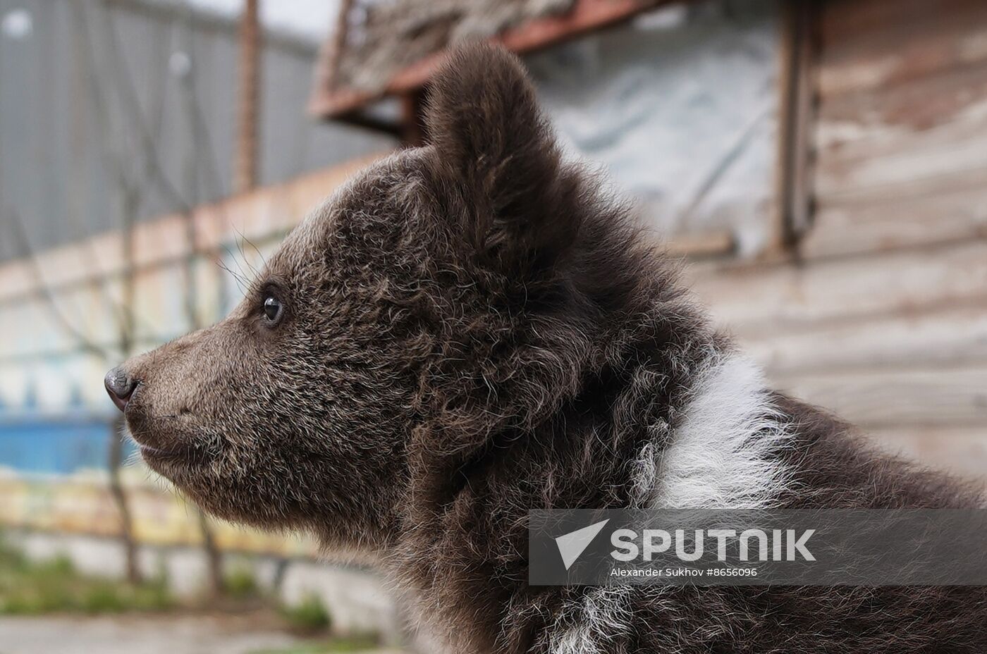 Russia DPR Zoo Bear Cubs