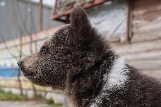 Russia DPR Zoo Bear Cubs