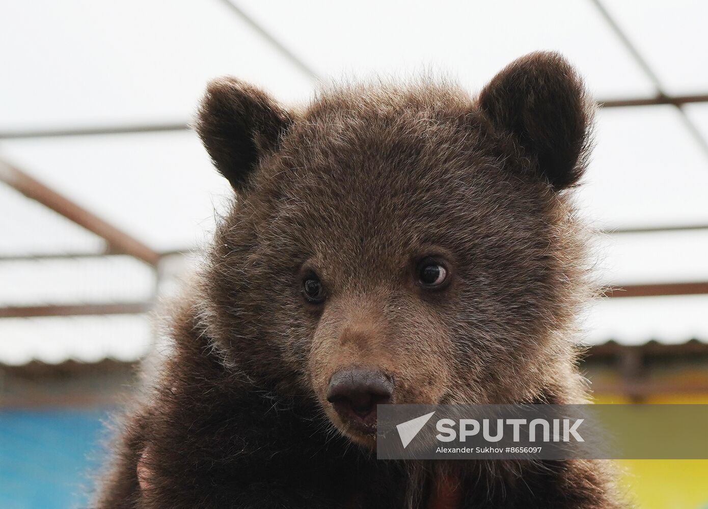 Russia DPR Zoo Bear Cubs