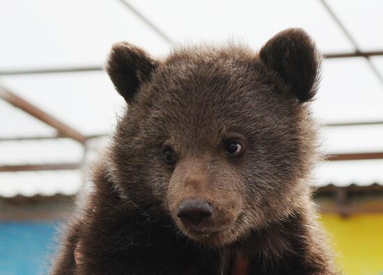 Russia DPR Zoo Bear Cubs