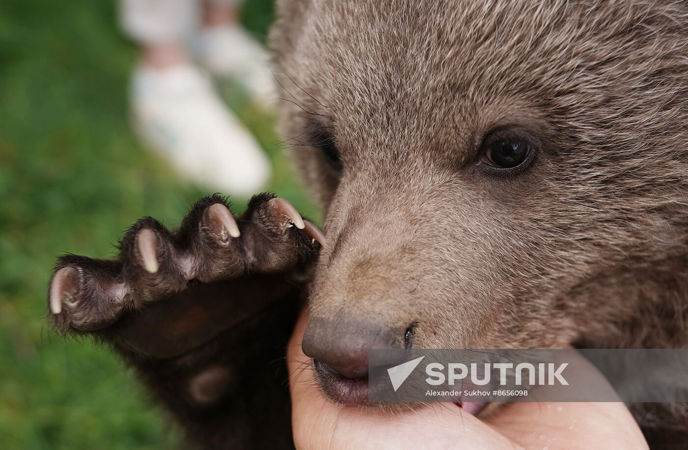 Russia DPR Zoo Bear Cubs