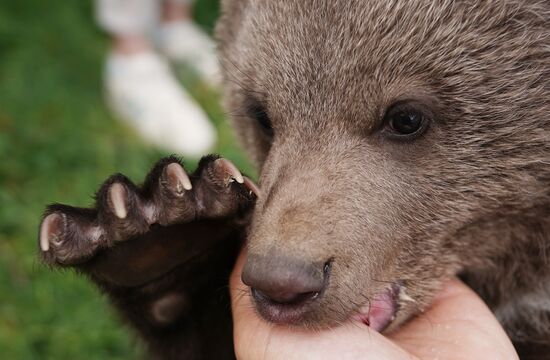 Russia DPR Zoo Bear Cubs