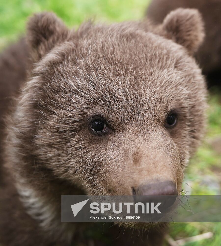 Russia DPR Zoo Bear Cubs