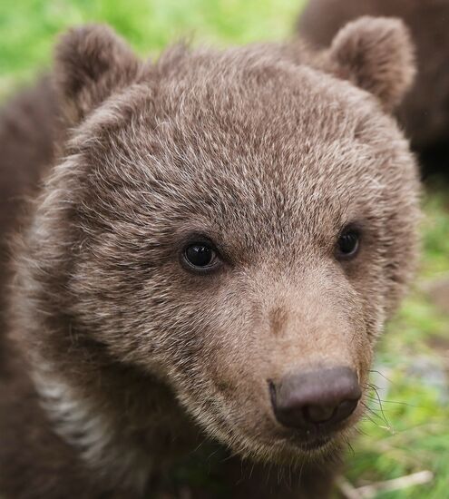 Russia DPR Zoo Bear Cubs