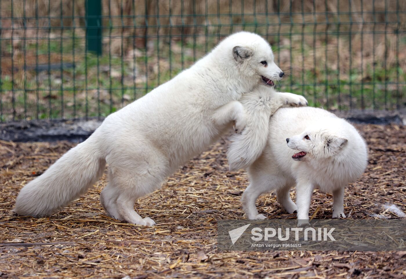 Russia Ukraine Shelling Zoo