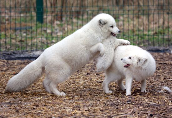 Russia Ukraine Shelling Zoo