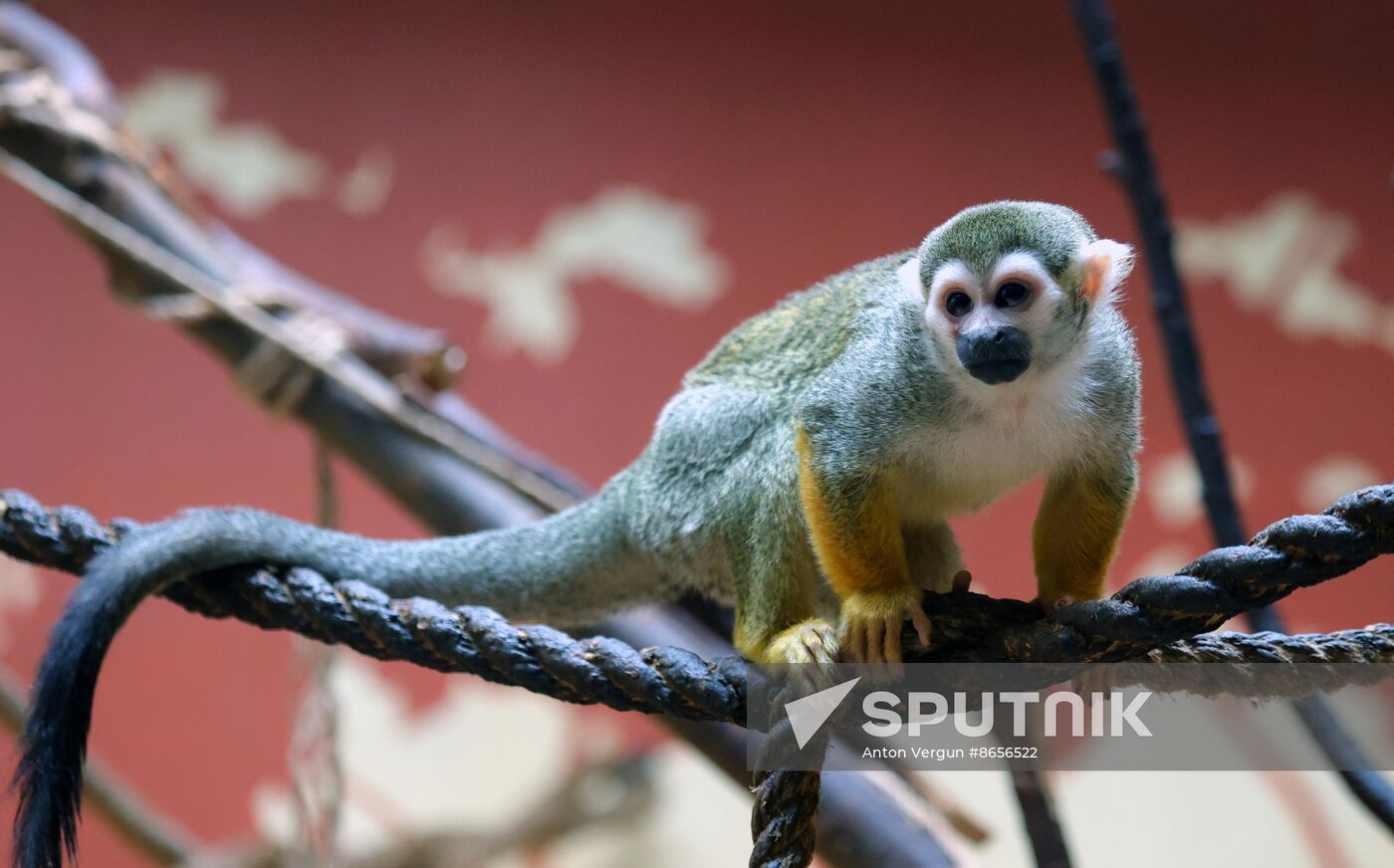 Russia Ukraine Shelling Zoo