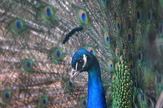 Russia Ukraine Shelling Zoo