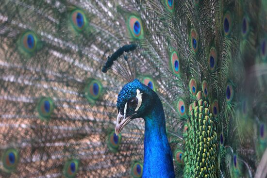 Russia Ukraine Shelling Zoo