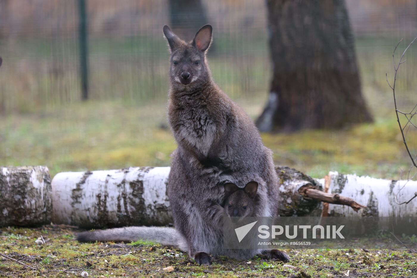 Russia Ukraine Shelling Zoo