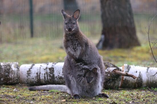 Russia Ukraine Shelling Zoo