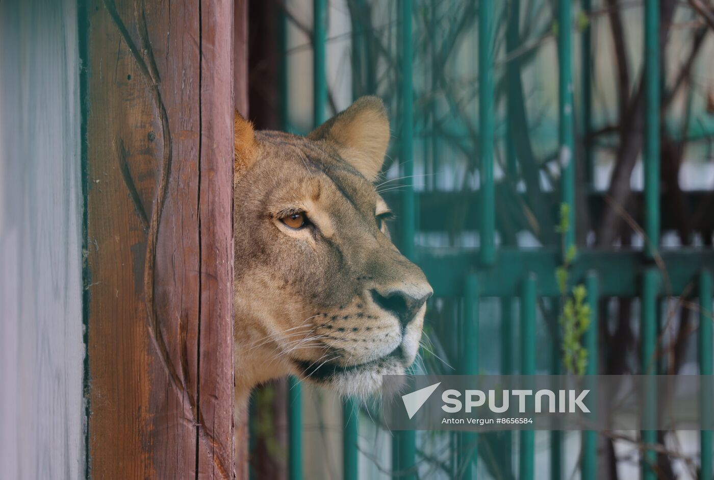Russia Ukraine Shelling Zoo