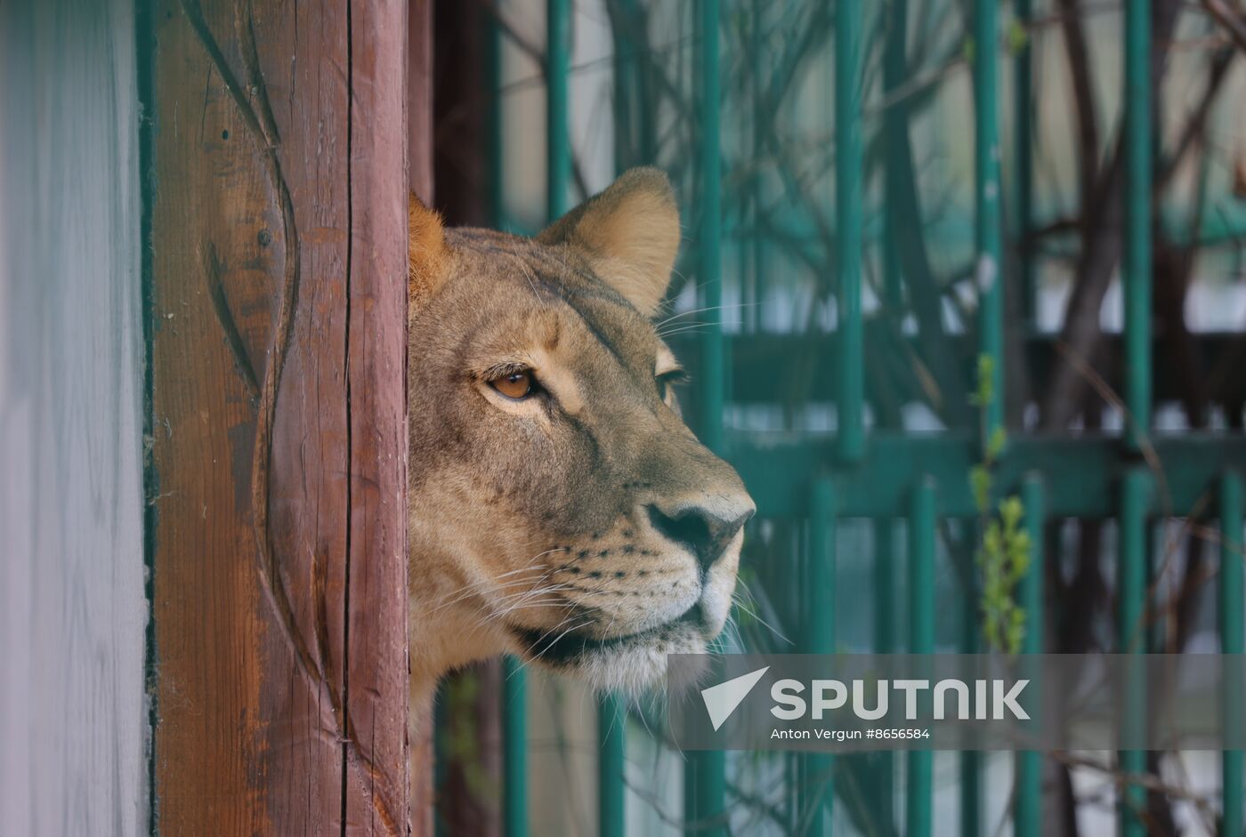 Russia Ukraine Shelling Zoo