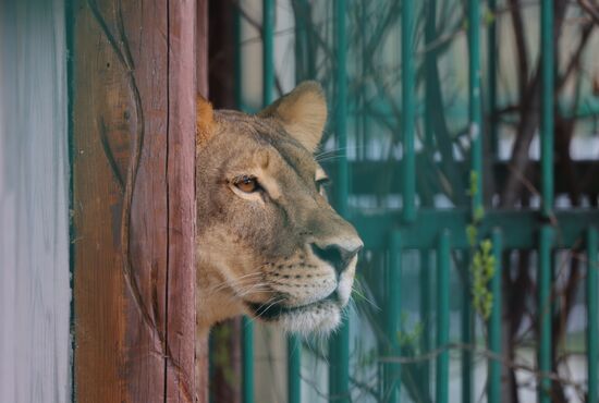 Russia Ukraine Shelling Zoo