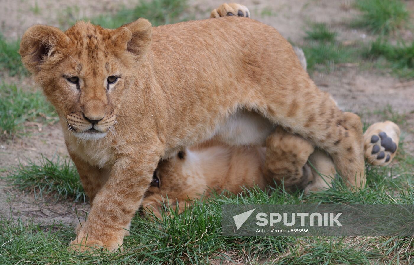 Russia Ukraine Shelling Zoo