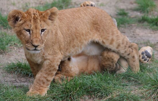 Russia Ukraine Shelling Zoo