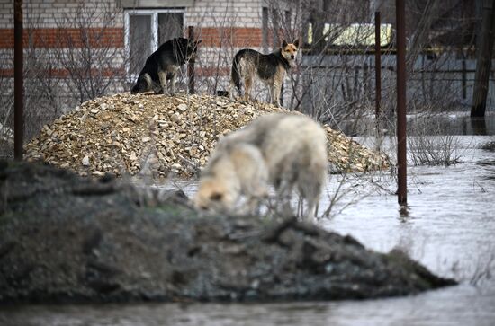 Russia Orenburg Floods