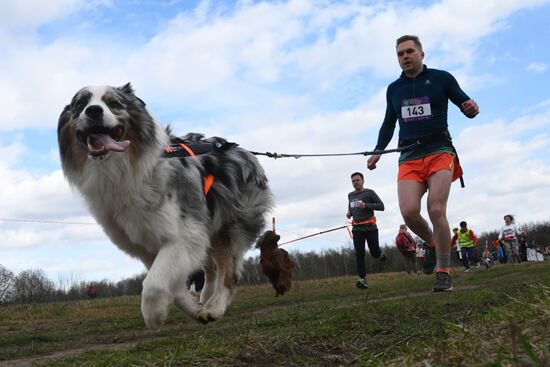 Russia Dog Run