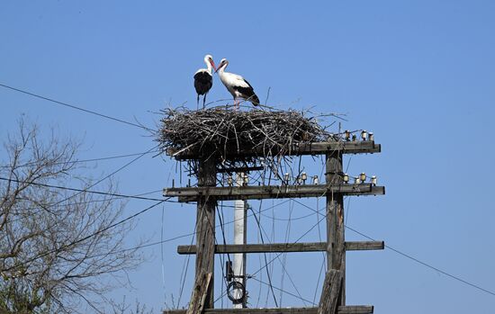 Russia Ukraine Military Operation Shelling