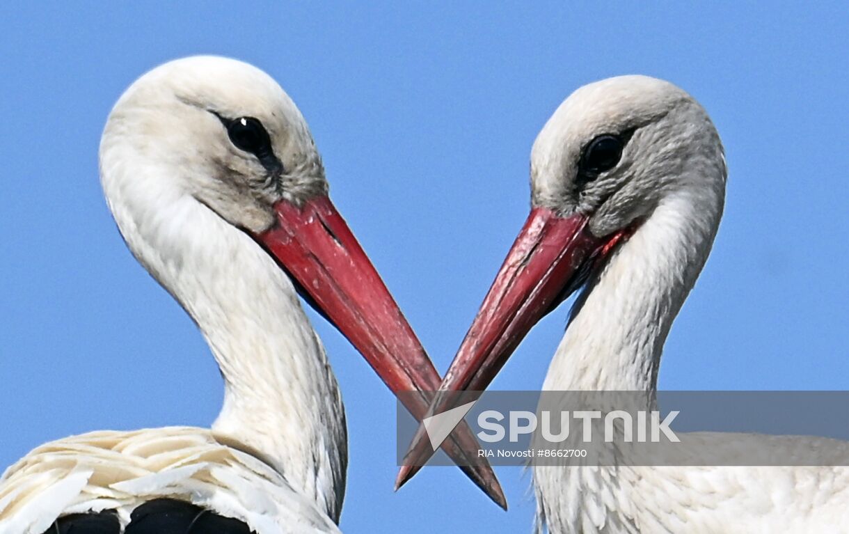 Russia Ukraine Military Operation Shelling