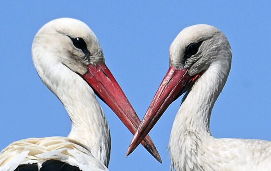 Russia Ukraine Military Operation Shelling