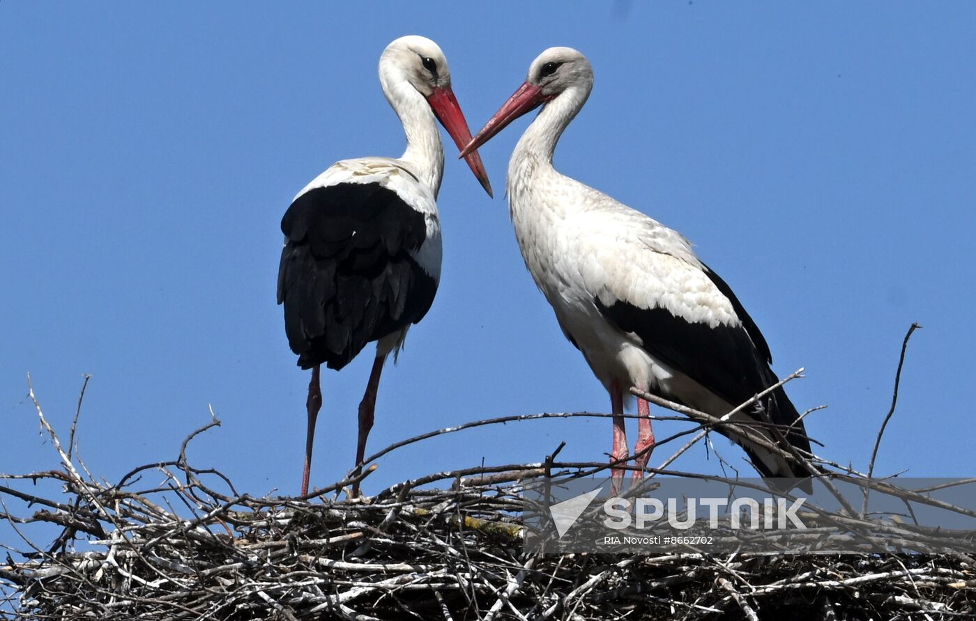 Russia Ukraine Military Operation Shelling