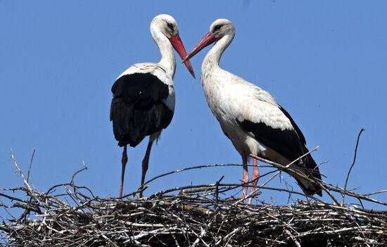 Russia Ukraine Military Operation Shelling