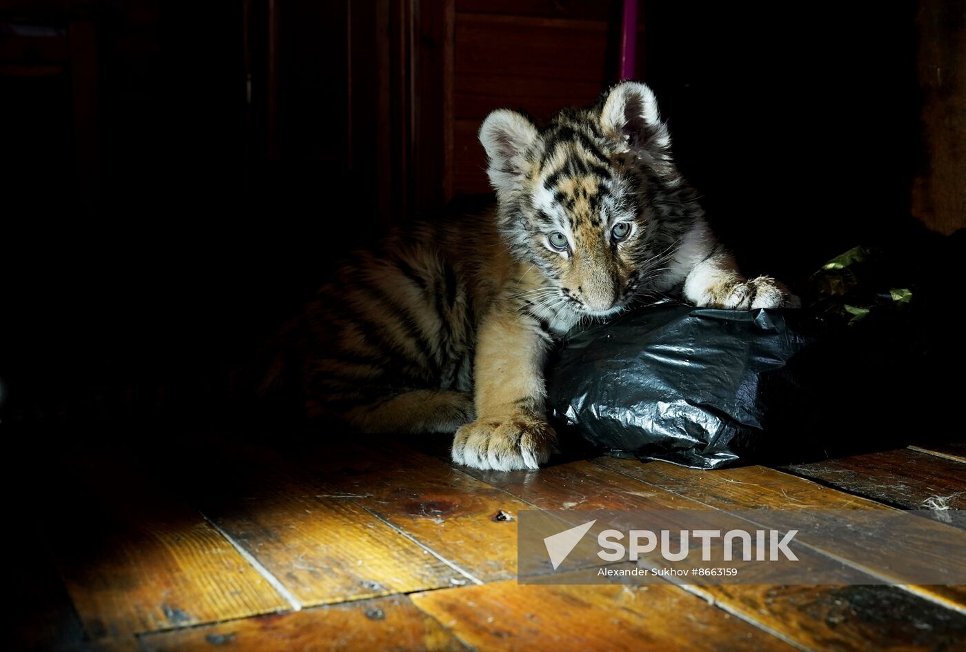 Russia DPR Zoo Tiger Cubs