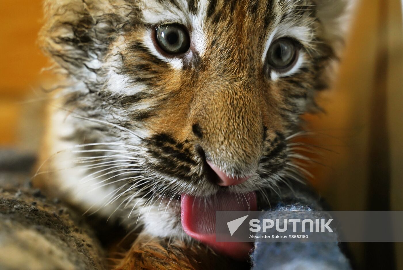 Russia DPR Zoo Tiger Cubs