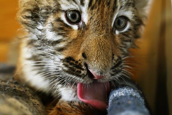 Russia DPR Zoo Tiger Cubs