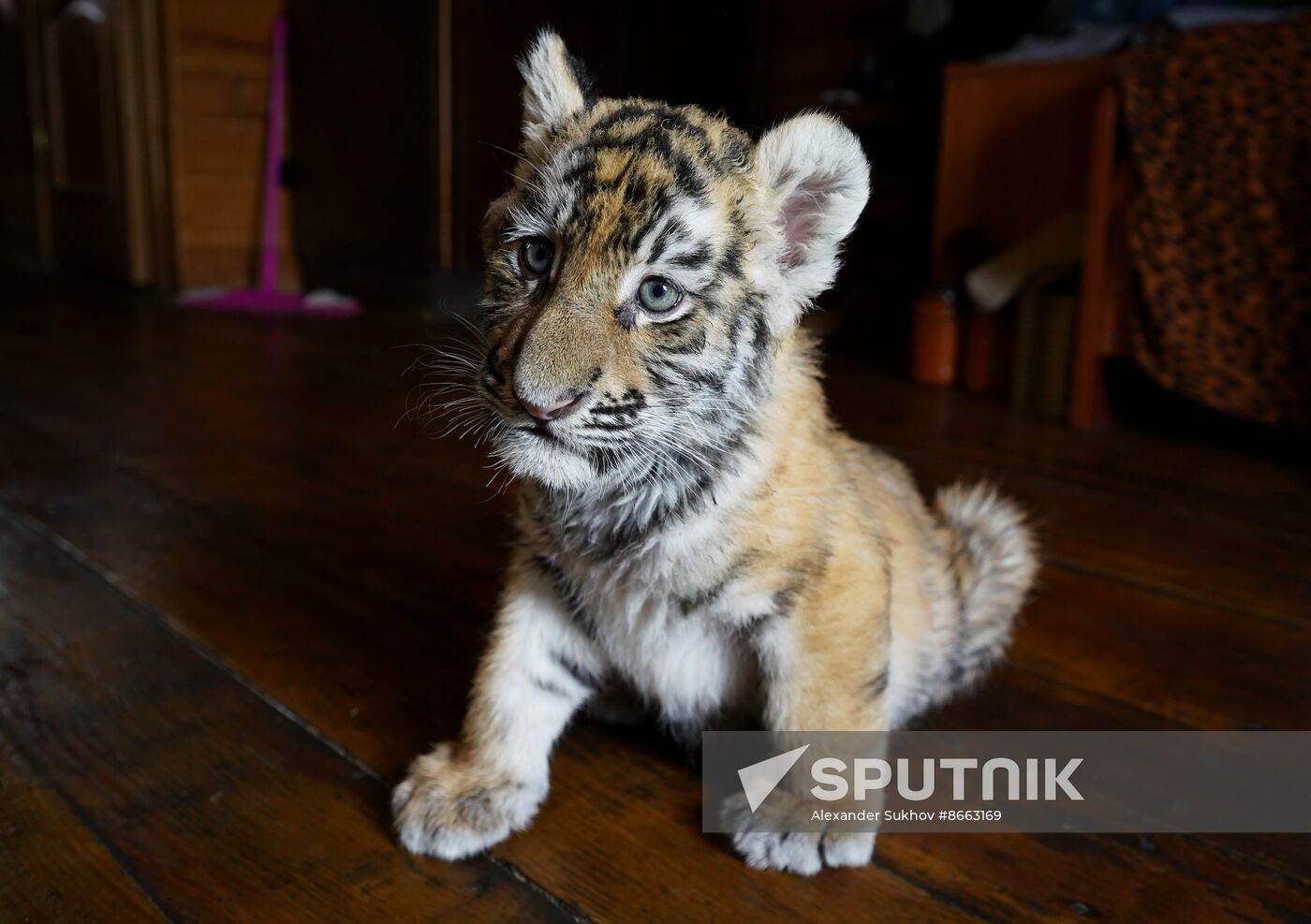 Russia DPR Zoo Tiger Cubs