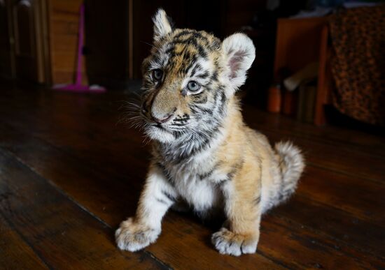 Russia DPR Zoo Tiger Cubs